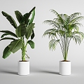 plant potted plant flowerpot green plant 3d model