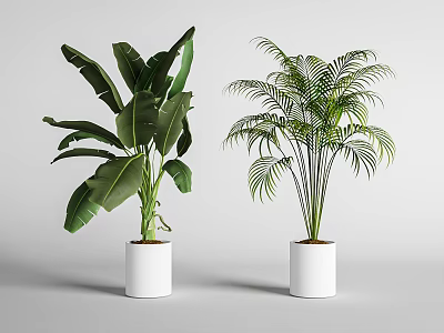 Two Potted Banana Leaf and Palm Plants in White Planters on Grey Background 3d model