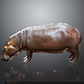 Hippo 3D Rendering With Realistic Shiny Brown Skin And Gray Background Reflection 3d model