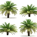 Healthy Green Palm Trees With Lush Fronds And Strong Trunks In Four Views