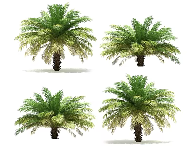Healthy Green Palm Trees With Lush Fronds And Strong Trunks In Four Views 3d model