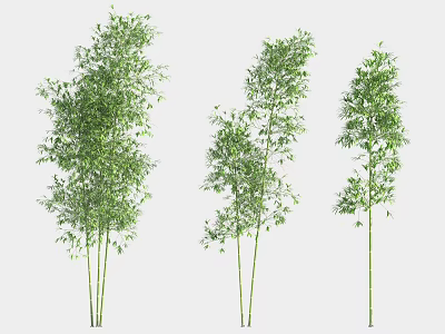 Green Bamboo Plants with Slender Stems and Lush Leaves in Different Heights 3d model