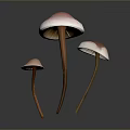 Three Mushroom Plants With Pink Caps White Edges And Brown Stems On Dark Background