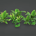 Various Green Leafy Indoor Plants with Different Foliage Shapes and Sizes for Home Decor