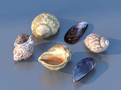 Various Types Of Decorative Seashells With Different Shapes And Colors For Home Decoration 3d model