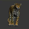 Leopard 3D Model With Yellow And Black Spots Standing On Black Background With Reflection 3d model