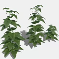 Three Green Leafy Plants Of Different Sizes With Lush Fresh Foliage