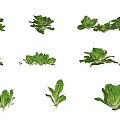Fresh Green Leafy Vegetables Including Various Types Like Lettuce Spinach And Kale
