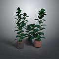 Green Potted Plants With Different Heights On Gray Background And Colored Pots
