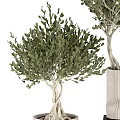 Bonsai Potted Plants With Twisted Trunks Green Foliage In Textured White Black Pots
