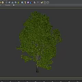 modern sycamore tree 3d model