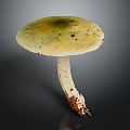 Green Capped Mushroom With Brown Spots And White Stem On Dark Background