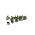 Various Green Plants Decorative Plant Arrangement in Gray Concrete Planters for Indoor Outdoor Decor
