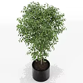 Lush Green Bonsai Plant With Slender Trunk And Dense Leaves In Black Pot