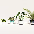 Bonsai Potted Plants With Various Foliage In Colorful Planters On White Background