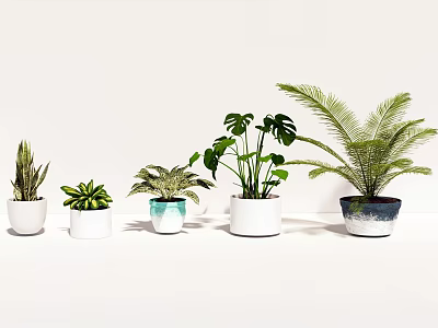Bonsai Potted Plants With Various Foliage In Colorful Planters On White Background 3d model