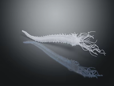 Transparent White Sea Creature With Long Tentacles And Spiny Body On Dark Surface 3d model