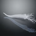 Transparent White Sea Creature With Long Tentacles And Spiny Body On Dark Surface