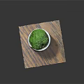 Green Moss Plant in Gray Cement Pot on Wooden Textured Mat