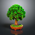 Lush Green Bonsai Tree with Dense Canopy Brown Trunk and Exposed Roots in Orange Pot