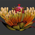 Vibrant Blooming Plant With Red Center Yellow Buds And Red Yellow Leaves