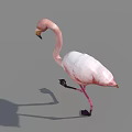 Pink Flamingo Walking On One Leg With Shadow On Gray Background