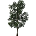 green tree 3d model