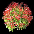 Various Types Of Colorful Bushes With Different Shapes For Garden Landscaping