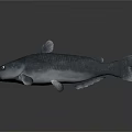Realistic Gray Catfish With Whiskers Fins And White Eyes On Dark Background