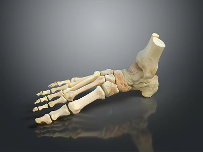 Detailed 3D Anatomical Foot Skeleton Model For Medical Device Visualization Applications 3d model