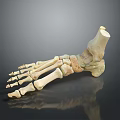 Detailed 3D Anatomical Foot Skeleton Model For Medical Device Visualization Applications