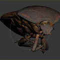Shiny Red Brown Beetle With Textured Back And Six Legs On Dark Background