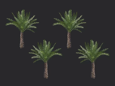 Lush Green Palm Trees With Feathery Fronds And Textured Trunks 3d model