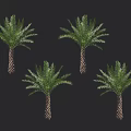 Lush Green Palm Trees With Feathery Fronds And Textured Trunks