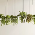 Multiple Hanging Planters with Varied Green Foliage Hanging from White Ceiling 3d model