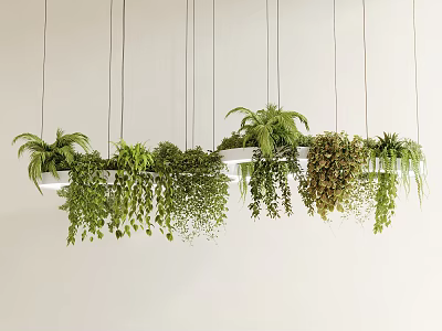 Multiple Hanging Planters with Varied Green Foliage Hanging from White Ceiling 3d model