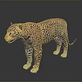Realistic Detailed Leopard Standing Gracefully on Dark Background With Spotted Fur 3d model