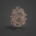 Beautiful Pink Cherry Blossom Tree For Spring Themed Food Presentation