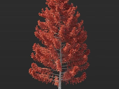 Tall Arbor With Vibrant Red Foliage And Slender Light-Colored Trunk 3d model