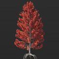 Tall Arbor With Vibrant Red Foliage And Slender Light-Colored Trunk 3d model