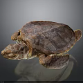 Brown Sea Turtle With Textured Carapace On Dark Background Showing Reflection 3d model