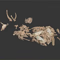 Animal Bones And Antlers Collection Displayed On Dark Background Surface