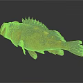 Red Fish Displaying White Spots And Spiky Fins On Gray Gradient Background 3d model