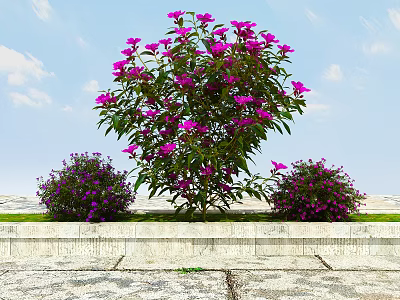 Vibrant Purple Flowers And Plants With Main Tree Side Bushes Blue Sky Stone Pavement 3d model