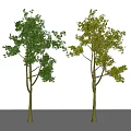 modern tree elm tree arbor plant 3d model