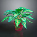 Vibrant Green Potted Plant With Light Green Leaves In Red Decorative Pot