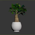 Indoor Decorative Plant with Lush Green Leaves in White Ceramic Pot for Home Decoration