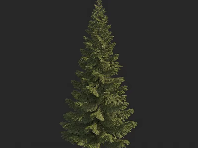 Tall Pine Tree With Lush Green Foliage And Evergreen Branches In Natural Setting 3d model