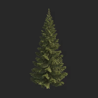 Tall Pine Tree With Lush Green Foliage And Evergreen Branches In Natural Setting 3d model