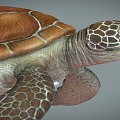 Modern Turtle 3d model